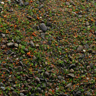 Base Ready Summer Meadow — texture close-up