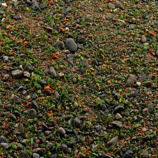 Base Ready Summer Meadow — texture close-up