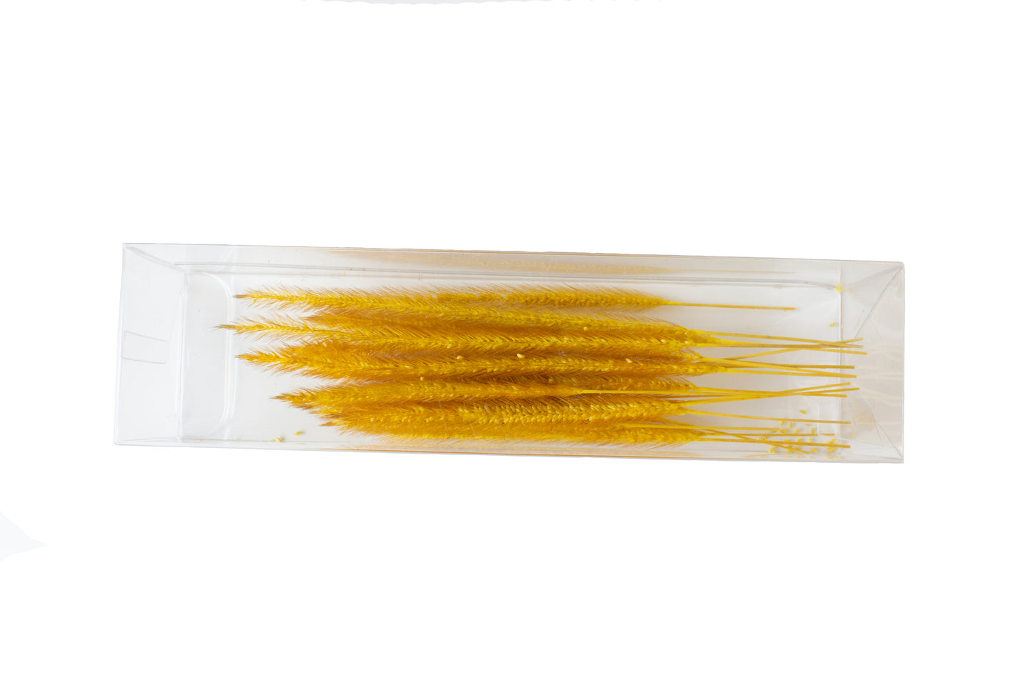 Preserved Cat Tails - Golden Yellow (18cm)