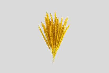 Preserved Cat Tails - Golden Yellow (18cm)