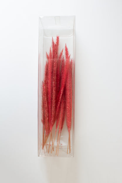 Preserved Cat Tails - Pink (18cm)