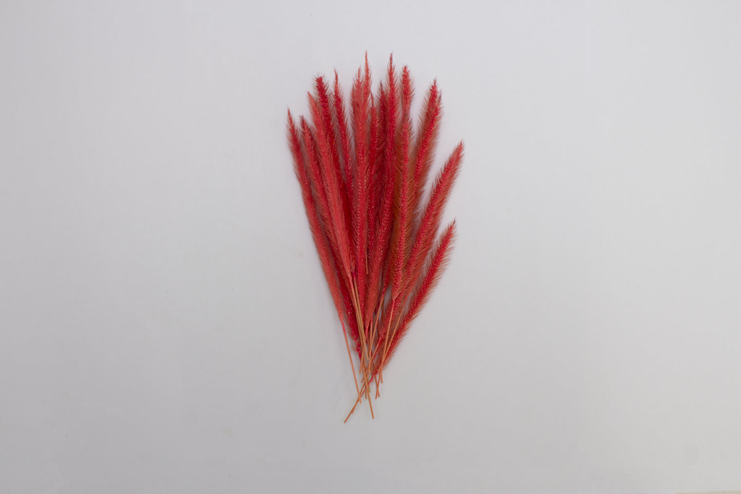 Preserved Cat Tails - Pink (18cm)