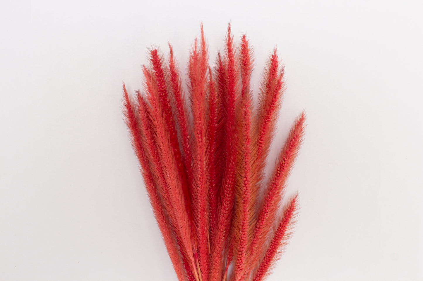 Preserved Cat Tails - Pink (18cm)