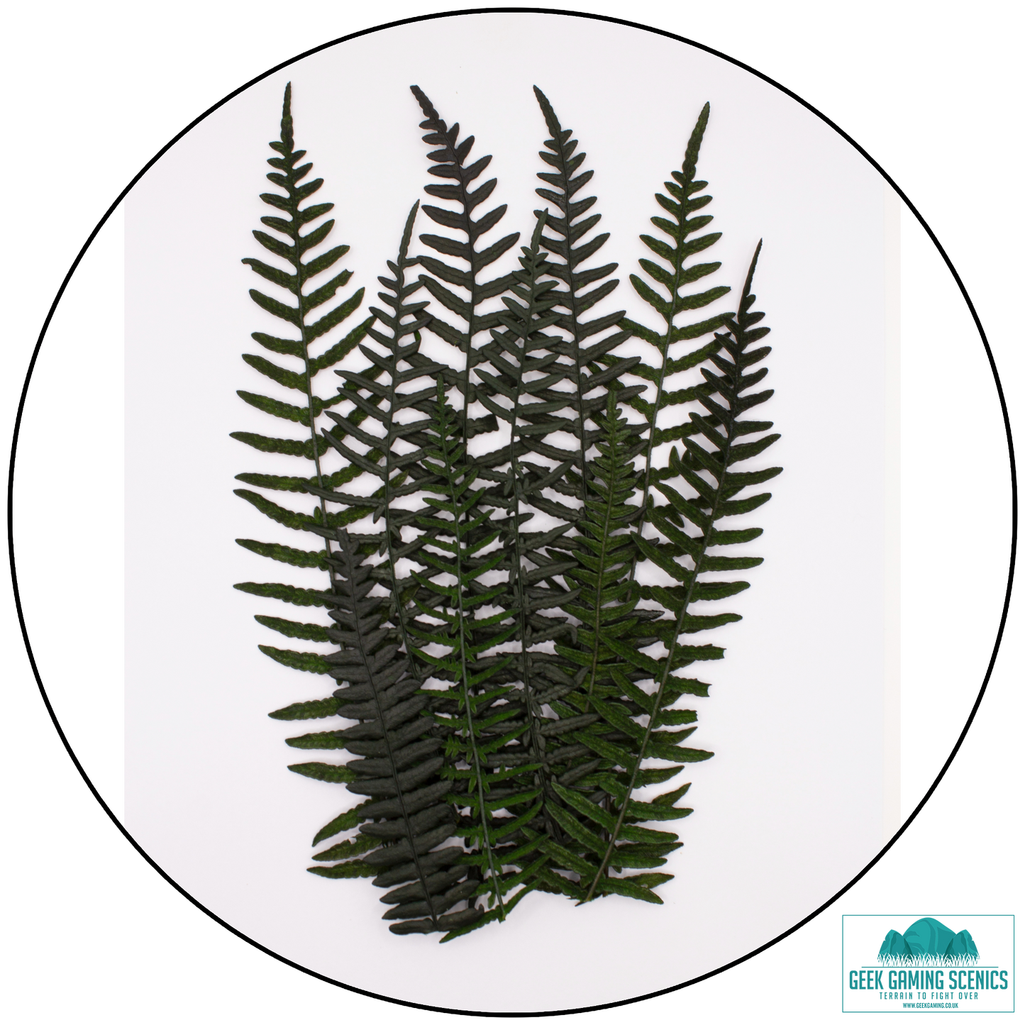 Preserved Fern Leaves - Large Dark Green (14cm-19cm)