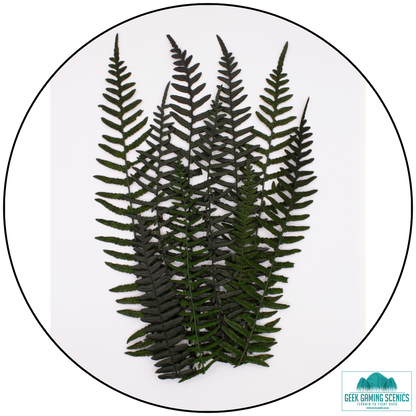 Preserved Fern Leaves - Large Dark Green (14cm-19cm)