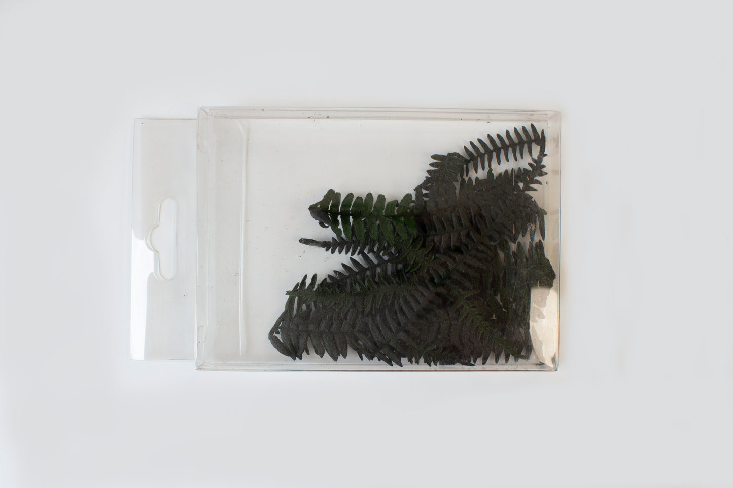 Preserved Fern Leaves - Small Dark Green (5cm-10cm)