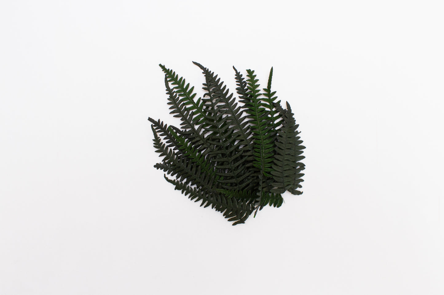 Preserved Fern Leaves - Small Dark Green (5cm-10cm)