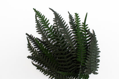 Preserved Fern Leaves - Small Dark Green (5cm-10cm)