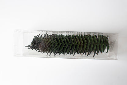 Preserved Fern Leaves - Large Dark Green (14cm-19cm)