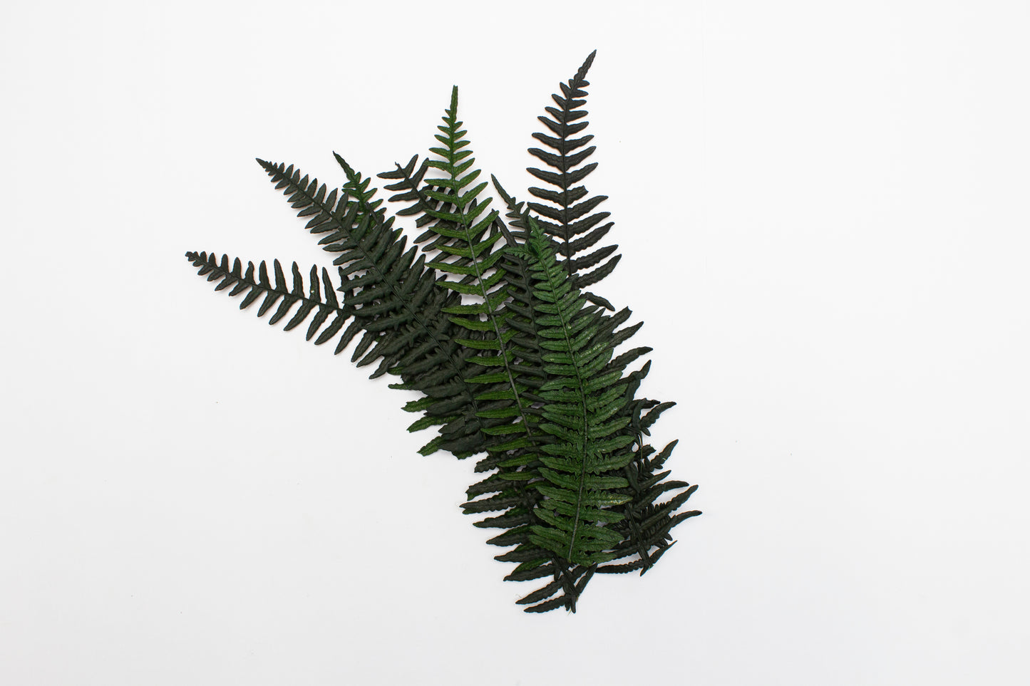 Preserved Fern Leaves - Large Dark Green (14cm-19cm)