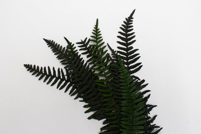 Preserved Fern Leaves - Large Dark Green (14cm-19cm)