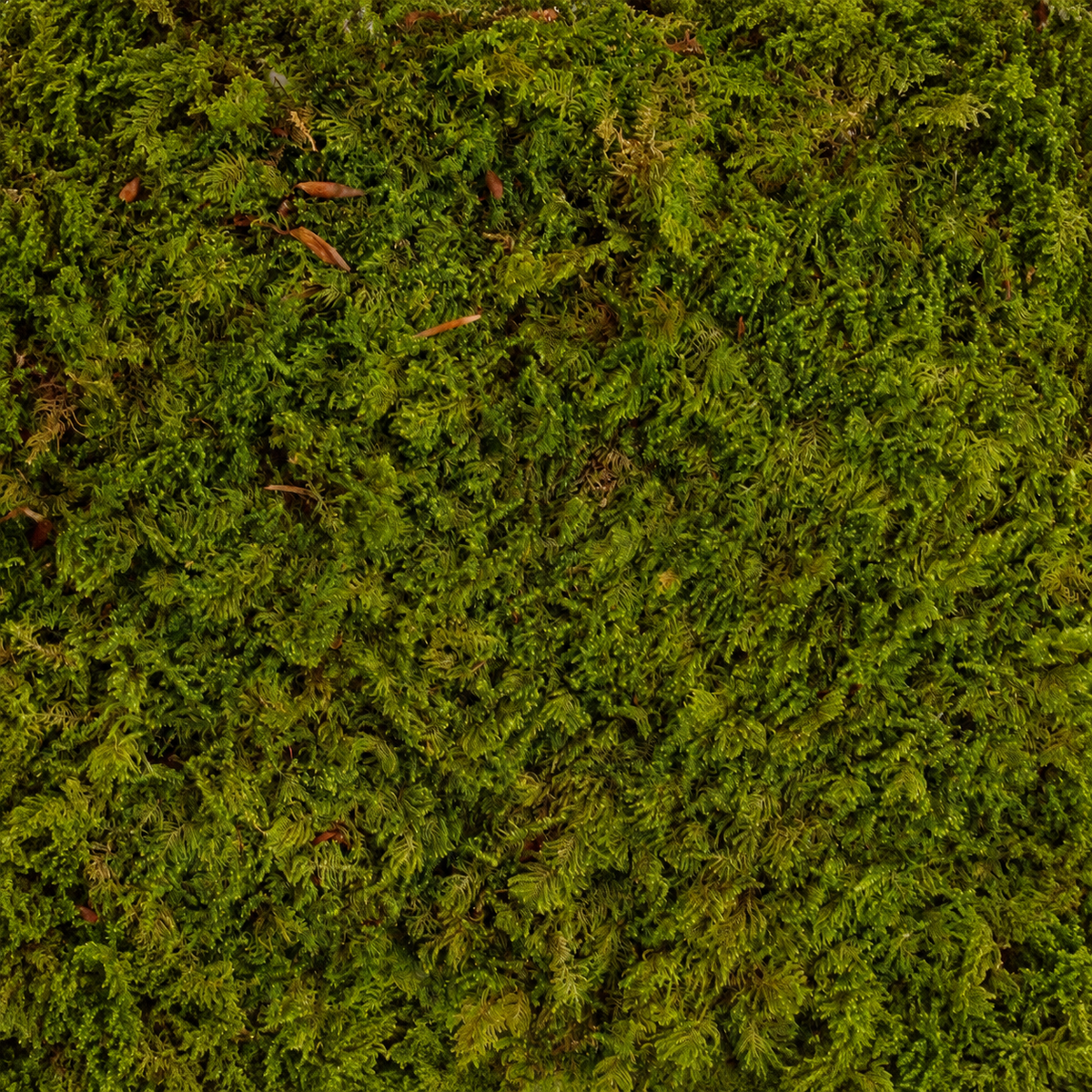 Tree Canopy tree foliage sheets, close-up