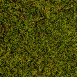 Tree Canopy tree foliage sheets, close-up